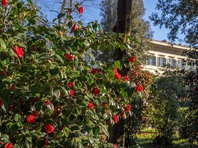 San Valentino a Villa Reale di Marlia, fra le prime camelie in fiore