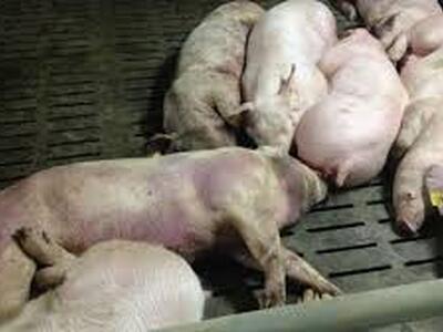 Peste Suina Africana: a Bagni di Lucca un corso sulla biosicurezza