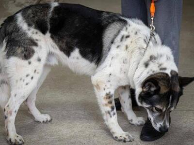 Maltratta il cane e lo prende a calci, denunciato il padrone