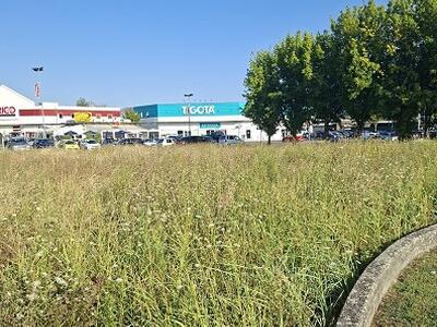 Vergogna della giunta Pardini: nuove edificazioni in aree a verde a San Concordio: ma ce n'era bisogno?