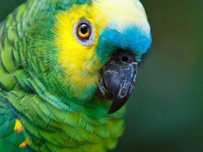 La regina verde del Sudamerica: vita e cure dell'amazzone fronte blu, tra natura e cattività