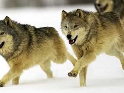 Il branco e il lupo solitario