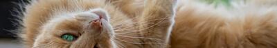 La morte di gatti nel Compitese continua