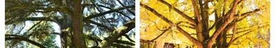 Alberi Monumentali d'Italia: all'Orto botanico una mostra fotografica promossa da RAMI- Registro degli Alberi Monumentali Italiani