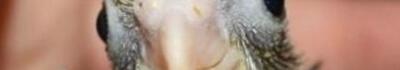 Calopsite allevate a mano