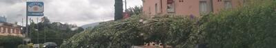 Albero caduto alla scuola dell'infanzia di Capannori, FdI: «È stata una fortuna che la scuola fosse ancora chiusa. La sicurezza non può essere affidata alla sorte»